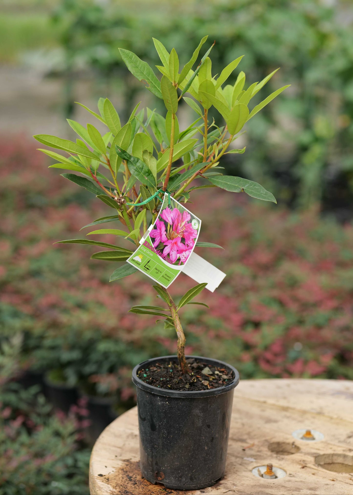 Potted plant of Rhodo Kings Cerise with a pink flower tag in a garden setting