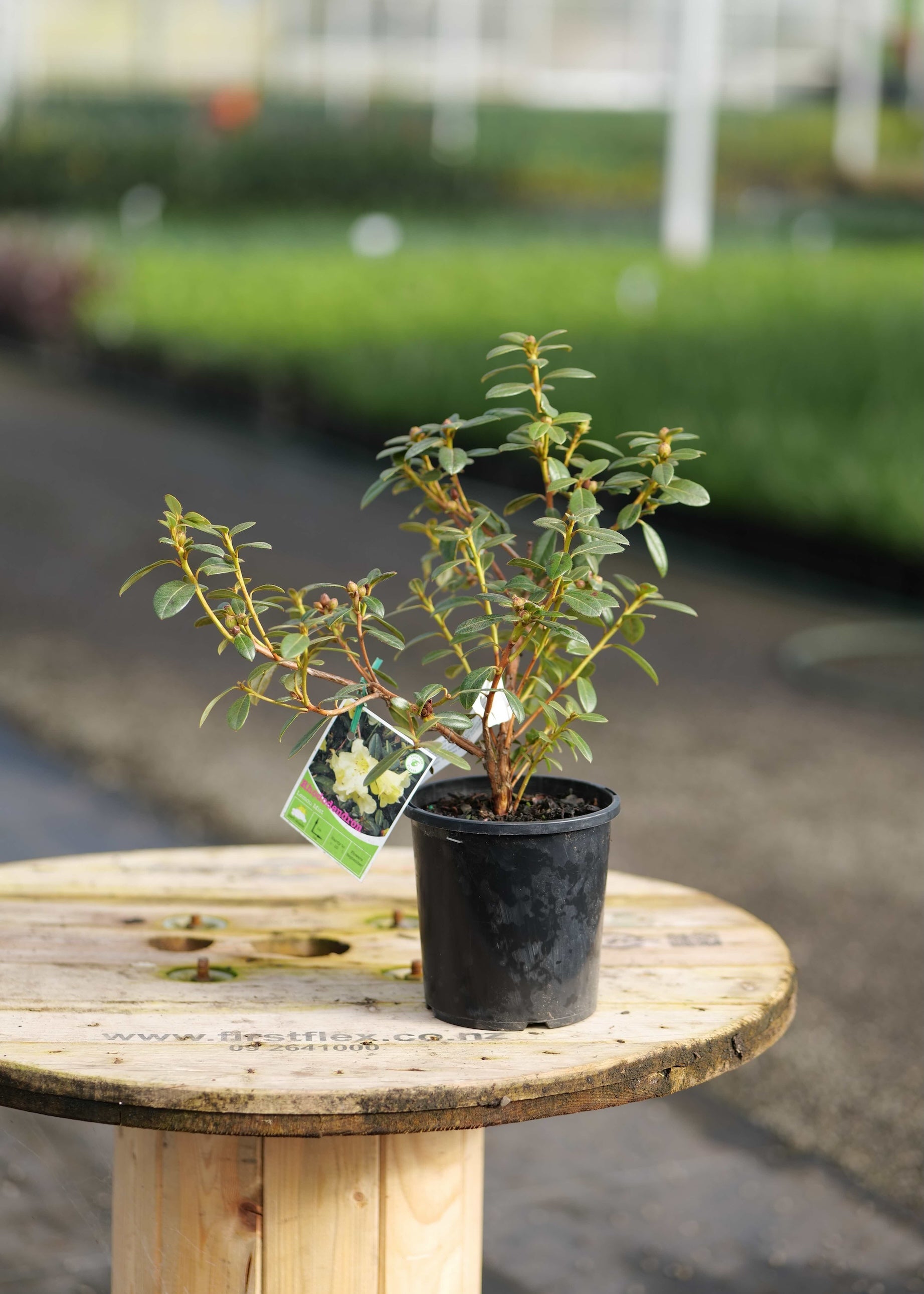 A Rhododendron Lemon Mist in a black nursery pot sits on a round wooden table, with a blurred greenhouse or garden background and a small product tag attached.
