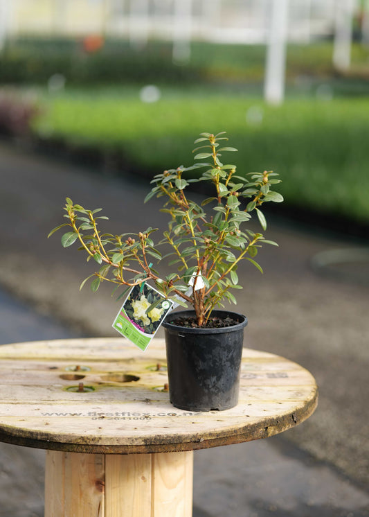A Rhododendron Lemon Mist in a black nursery pot sits on a round wooden table, with a blurred greenhouse or garden background and a small product tag attached.