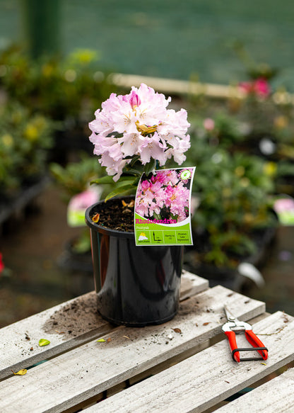 Rhododendron Pontiyak