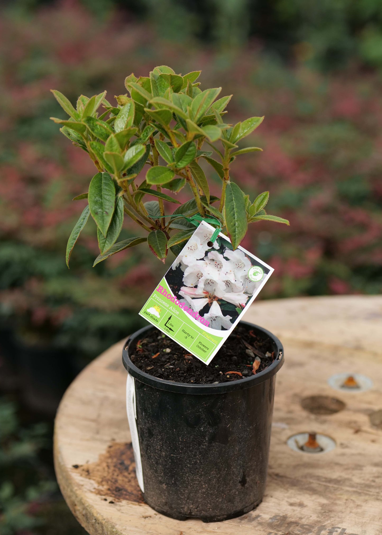 Rhododendron Princess Alice