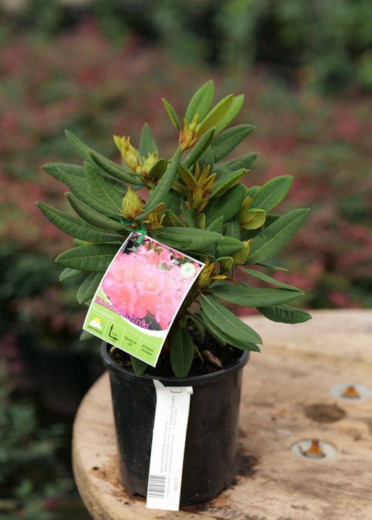 Rhododendron Ross Maud