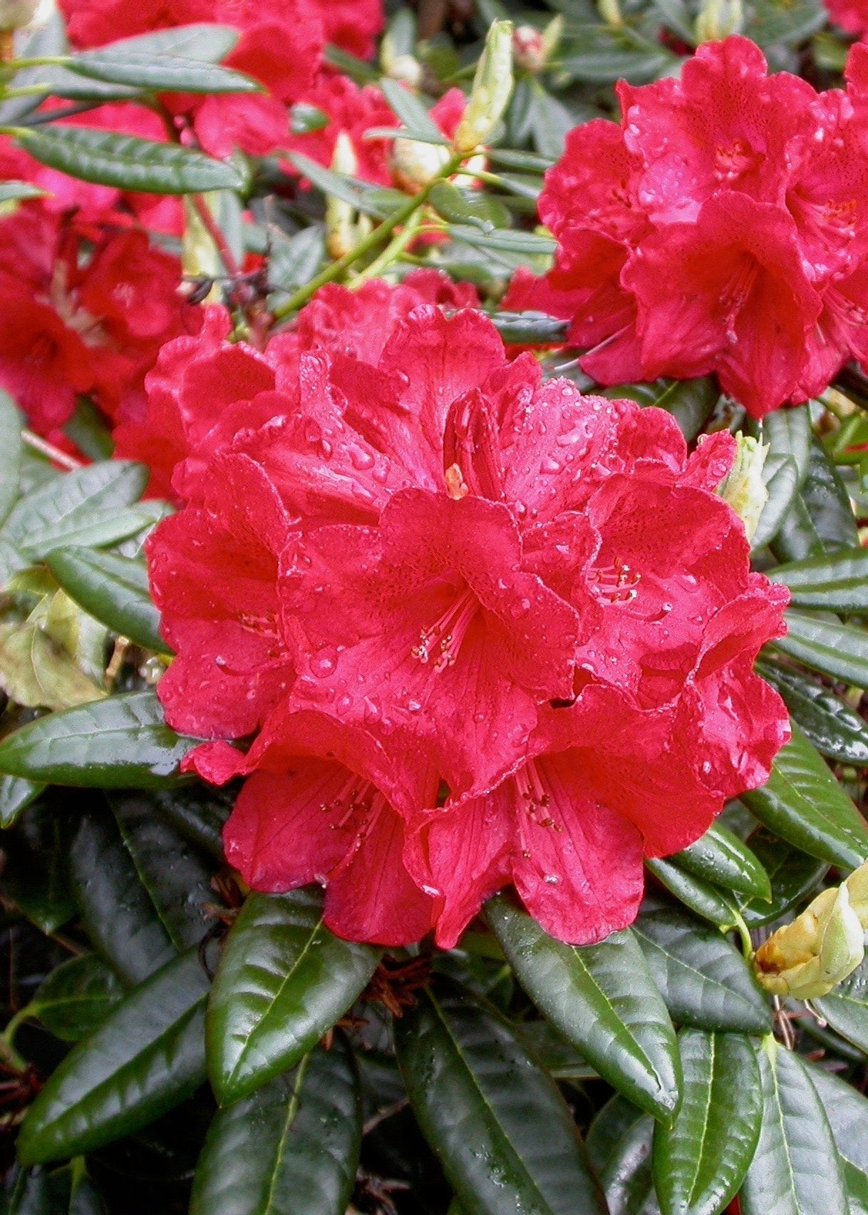 Buy Rhododendron Rubicon | Bright Red Flowers CJs Plant Farm – CJ's ...