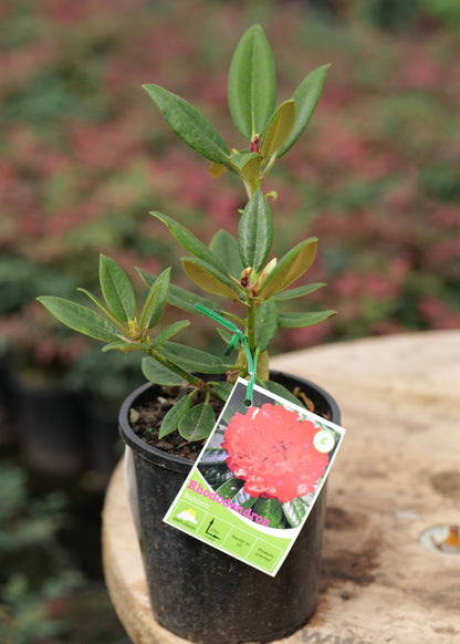 Rhododendron Rubicon