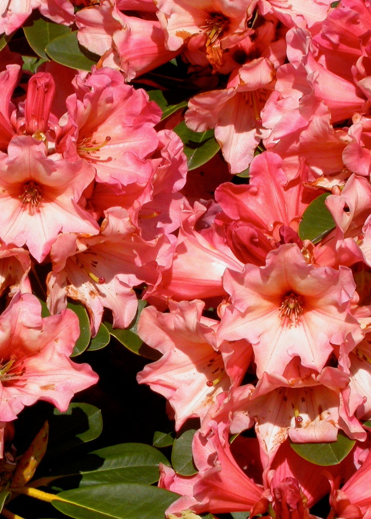 Rhododendron Willets