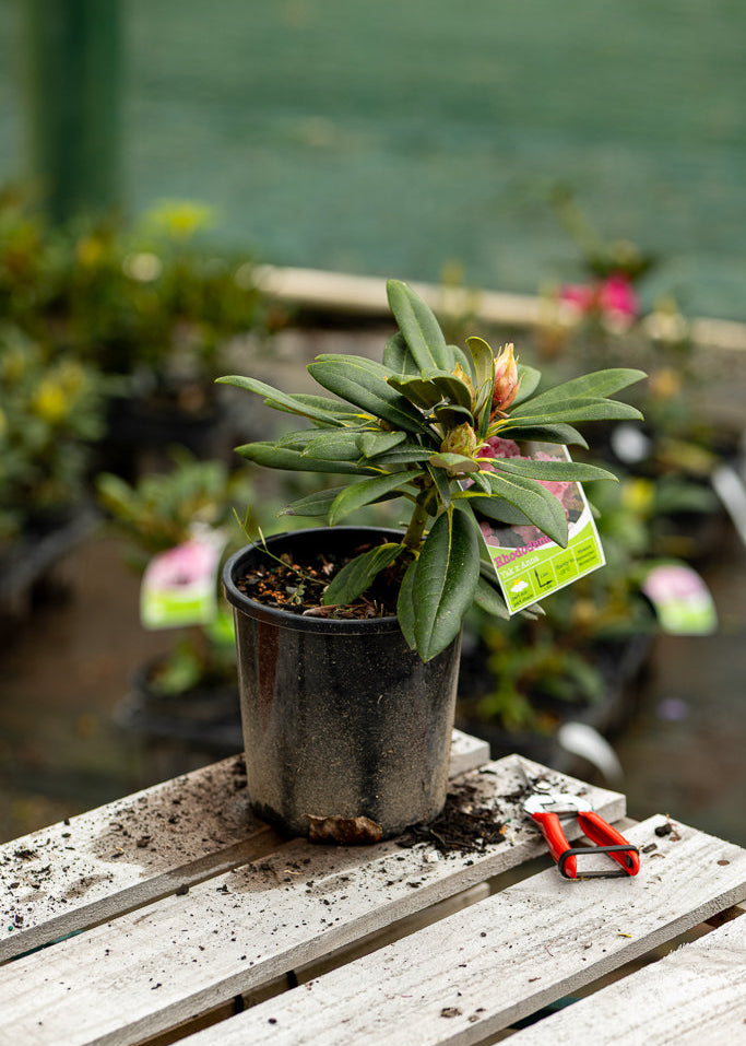 Rhododendron Yak Anna