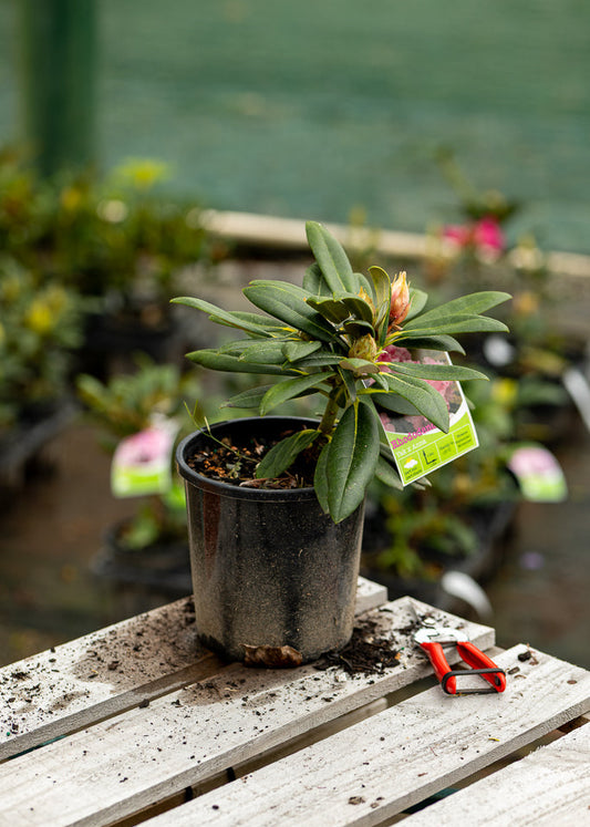 Rhododendron Yak Anna