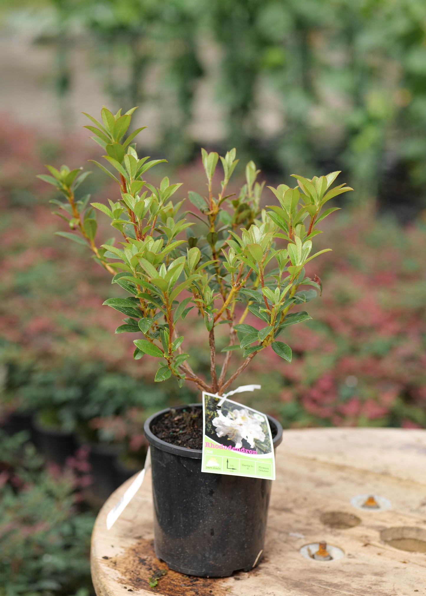 Rhododendron Cos