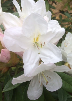 Close-up of white flowers of Rhododendron Pawhuska 
with green leaves in the background