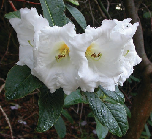 Rhododendron Mi Amor