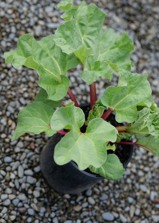 A potted rhubarb victoria plant with large green leaves and reddish stems, shown in a black nursery pot on a bed of small gray gravel.