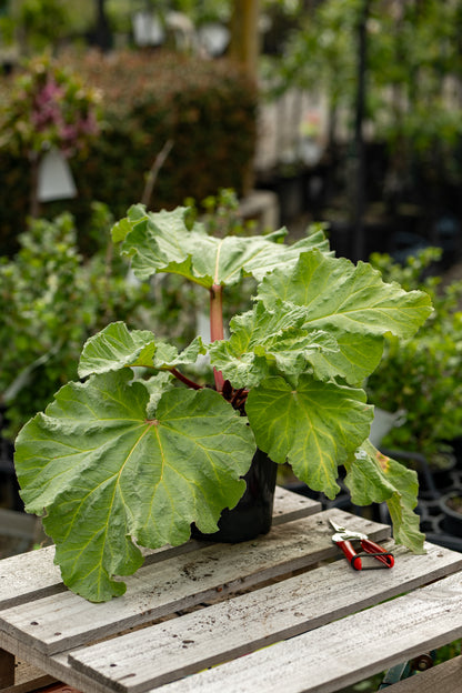 Rhubarb Victoria