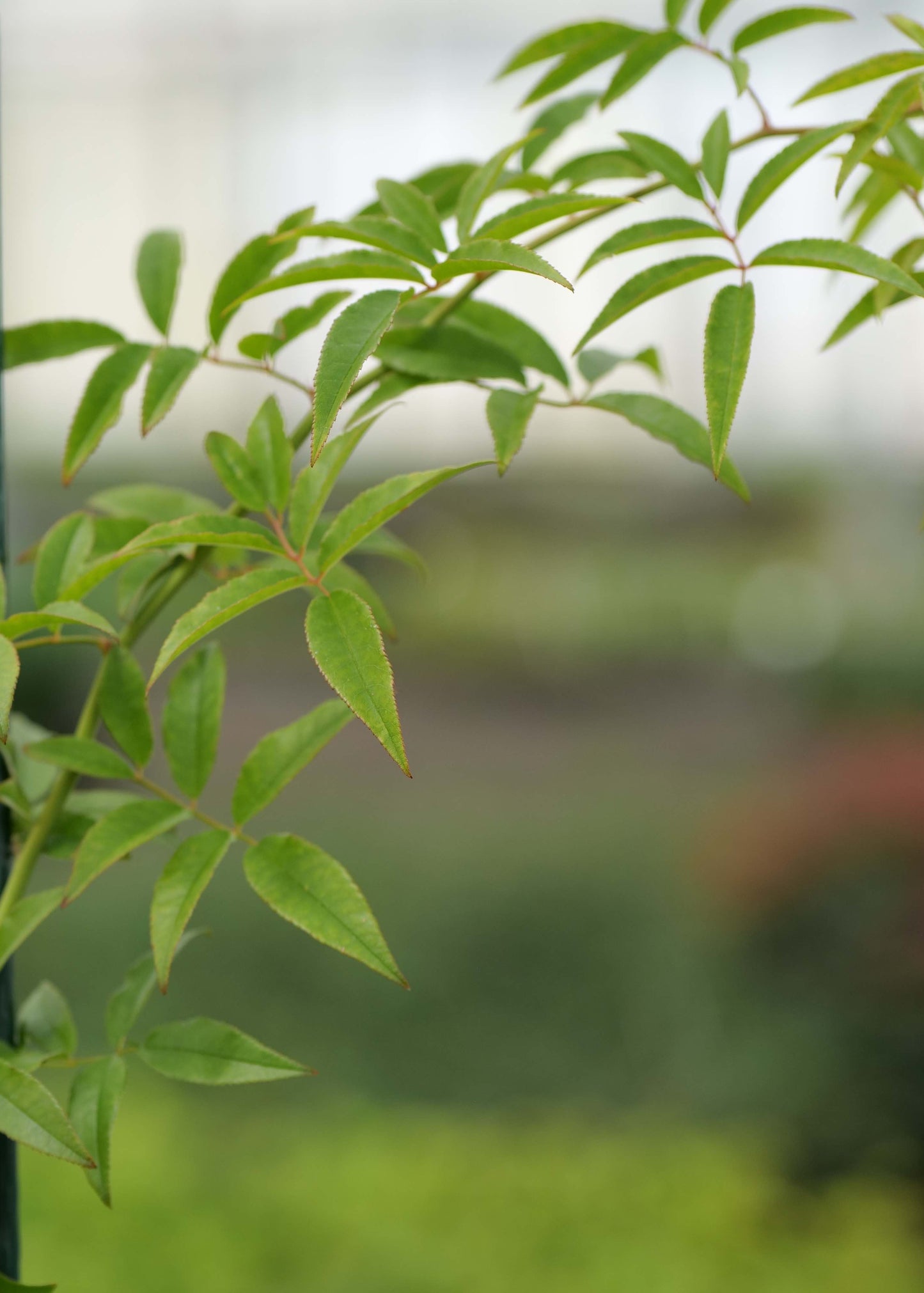 Rosa Banksiae Alba