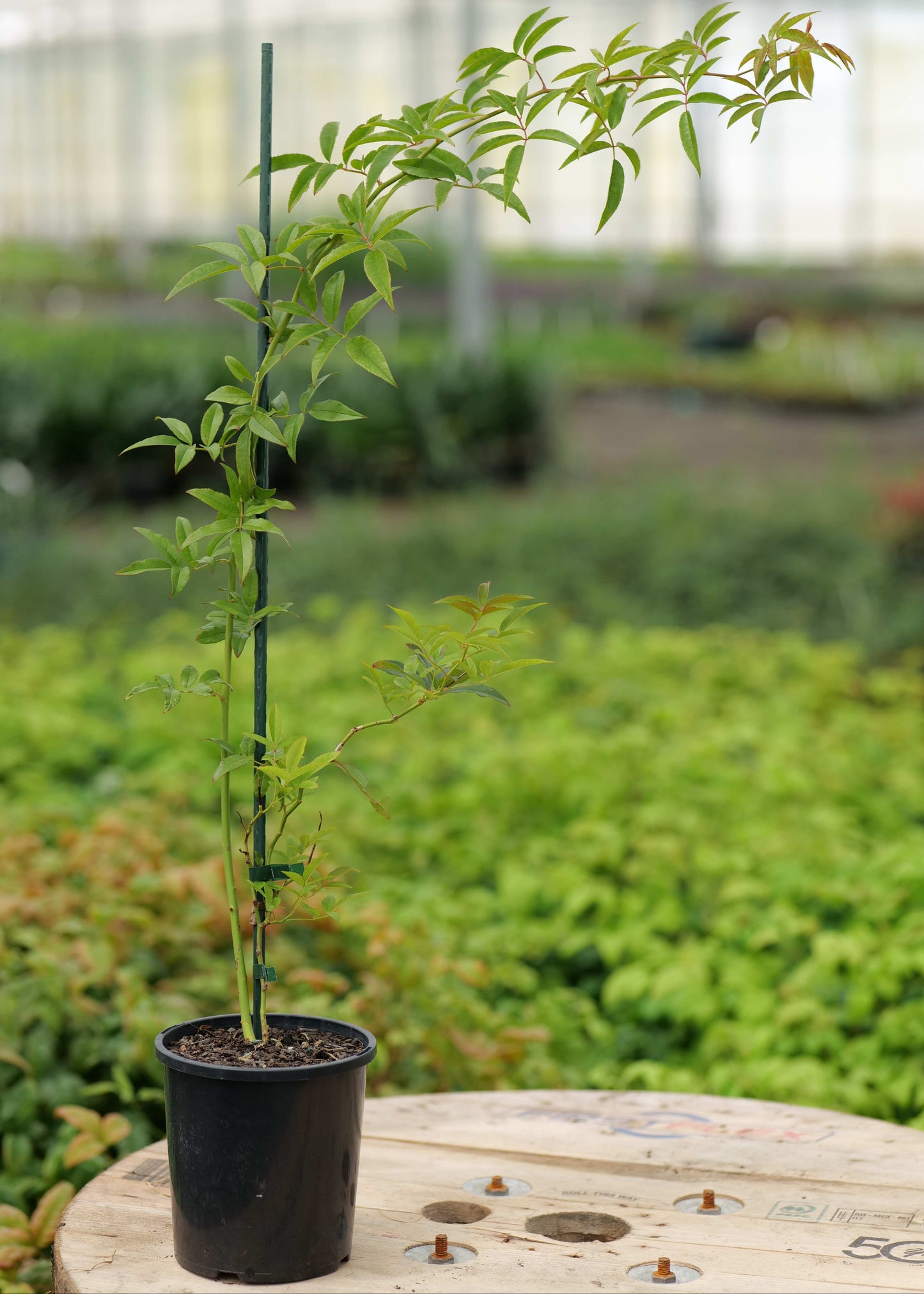 Rosa Banksiae Alba
