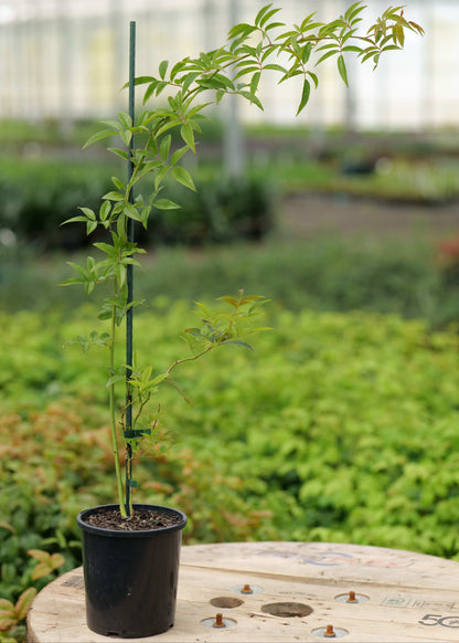 Rosa Banksiae Alba