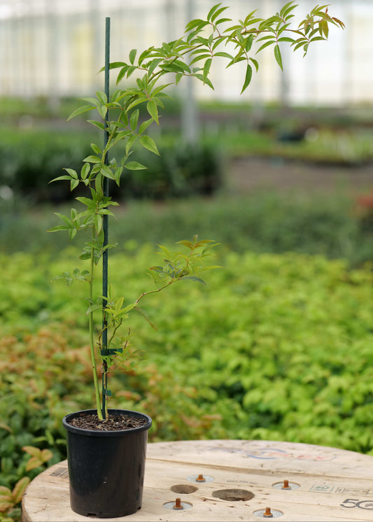 Rosa Banksiae Alba