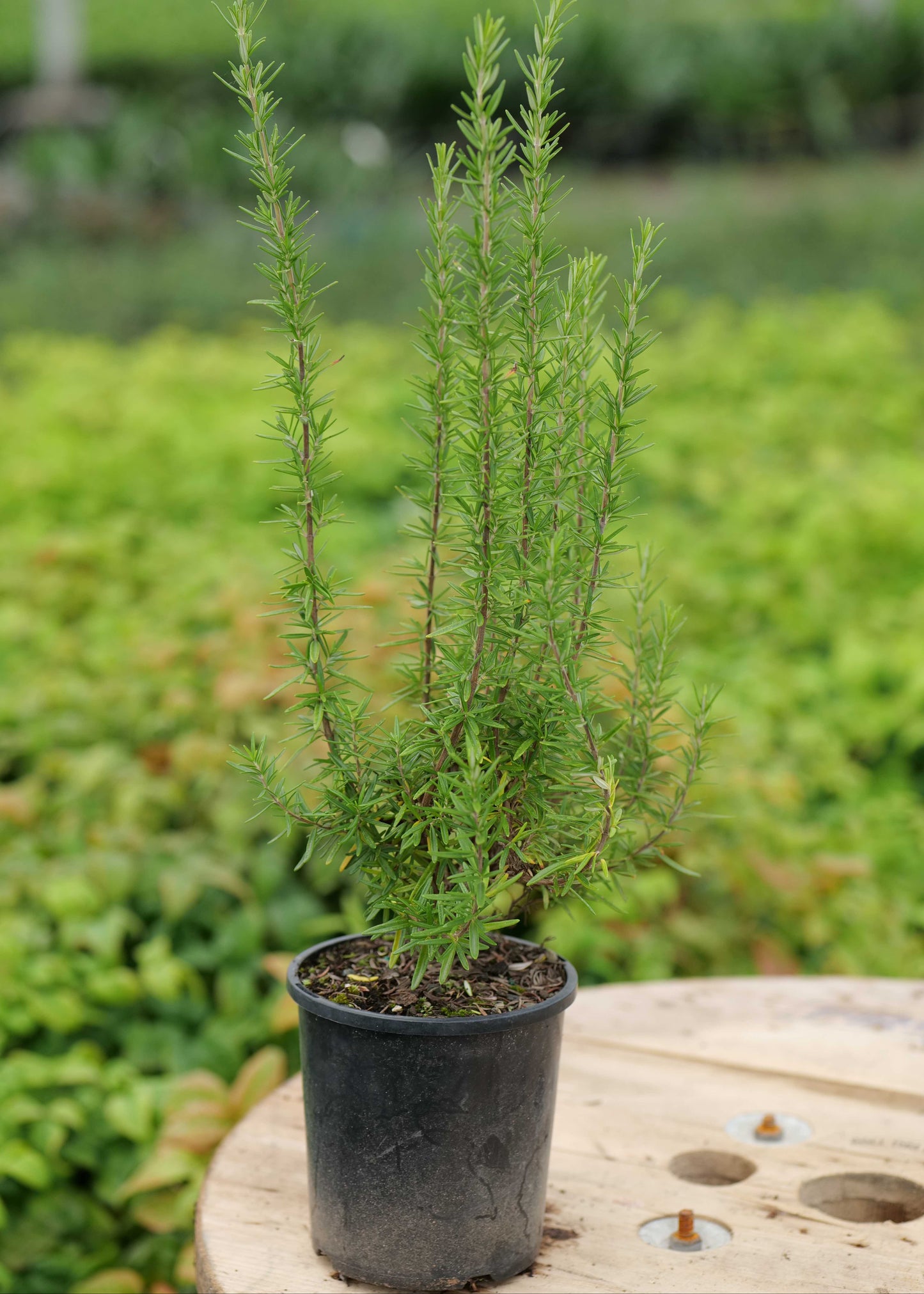 Rosmarinus Officinalis Tuscan Blue