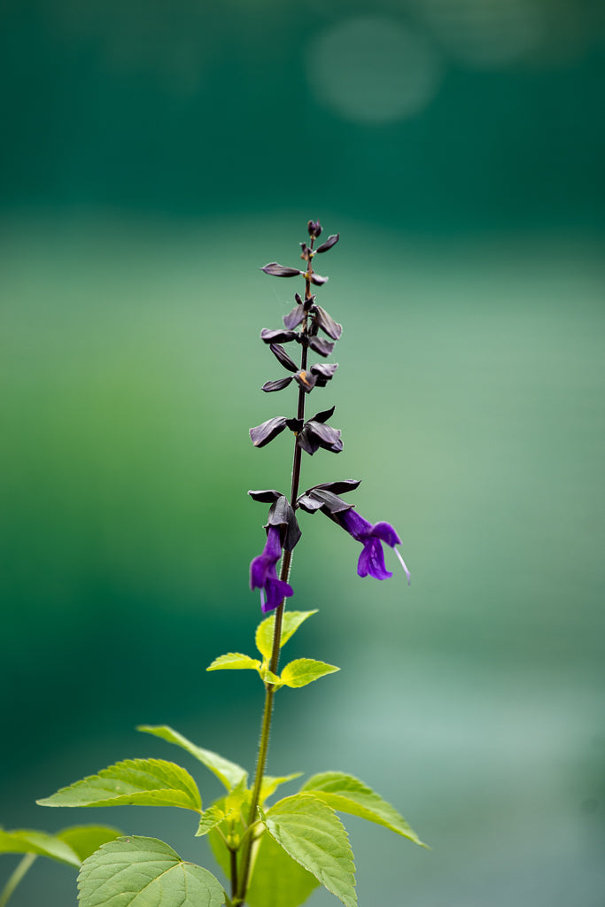 Salvia Amistad