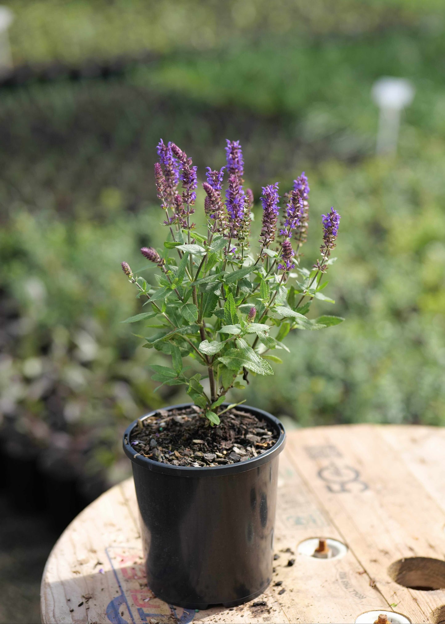 Potted plant with purple flowers on a wooden surface with a blurred garden background