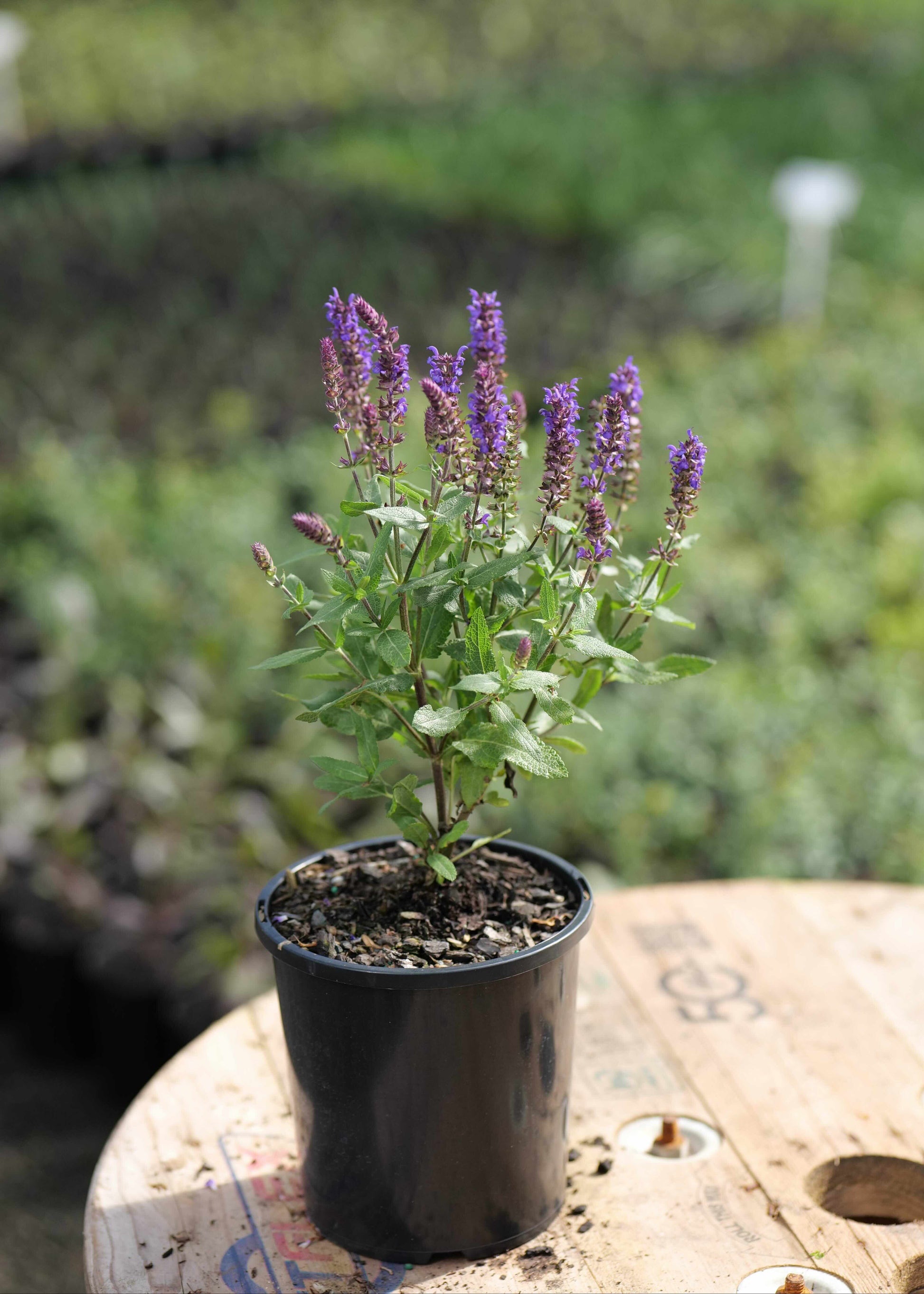 Potted plant with purple flowers on a wooden surface with a blurred garden background