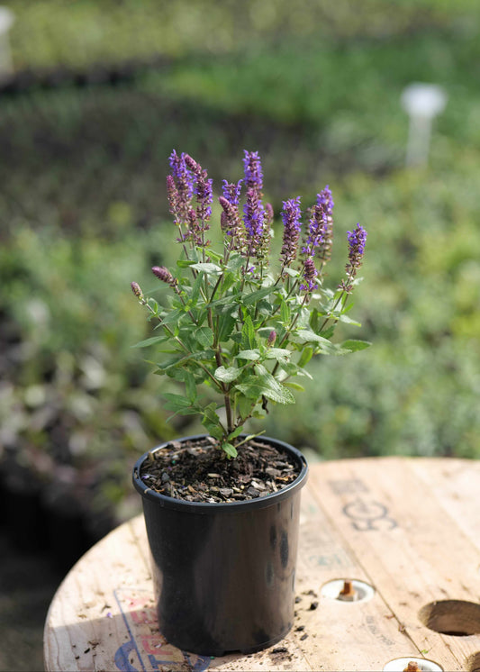 Potted plant with purple flowers on a wooden surface with a blurred garden background