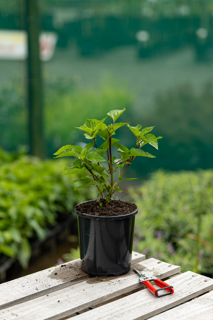 Salvia Rockin Fucshia