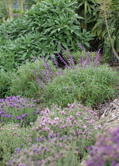 Salvia Leucantha in the garden with Lavender