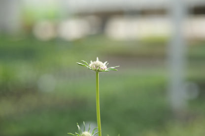Scabiosa Fama White
