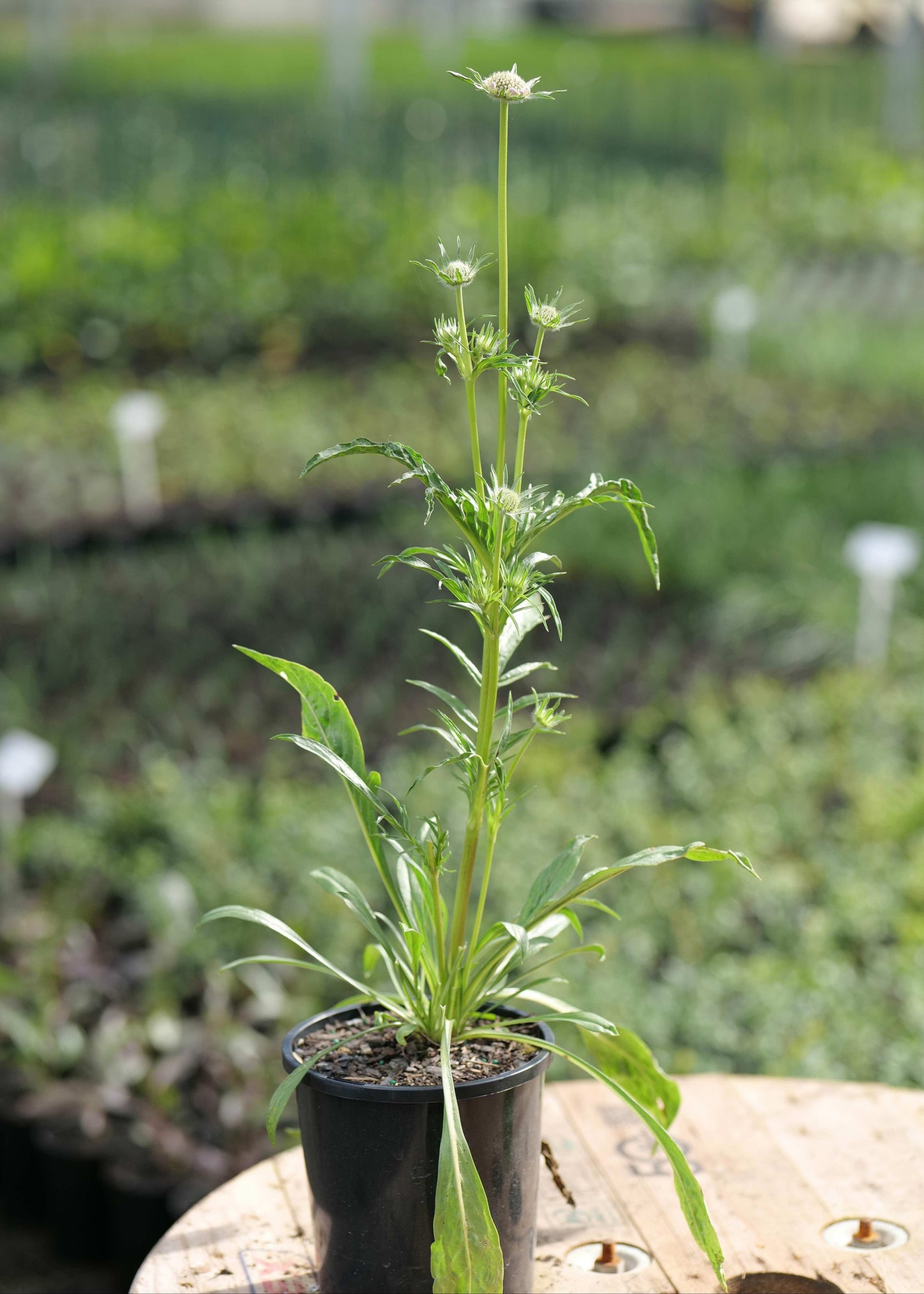 Potted plant on a wooden surface with a blurred garden background