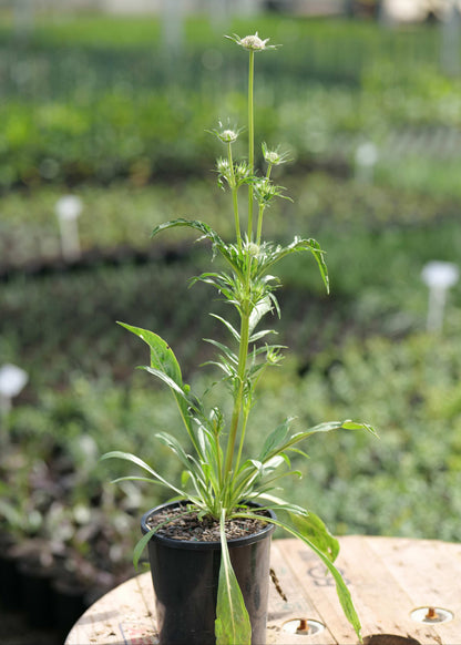 Potted plant on a wooden surface with a blurred garden background