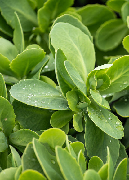 Sedum Spectabile Stardust