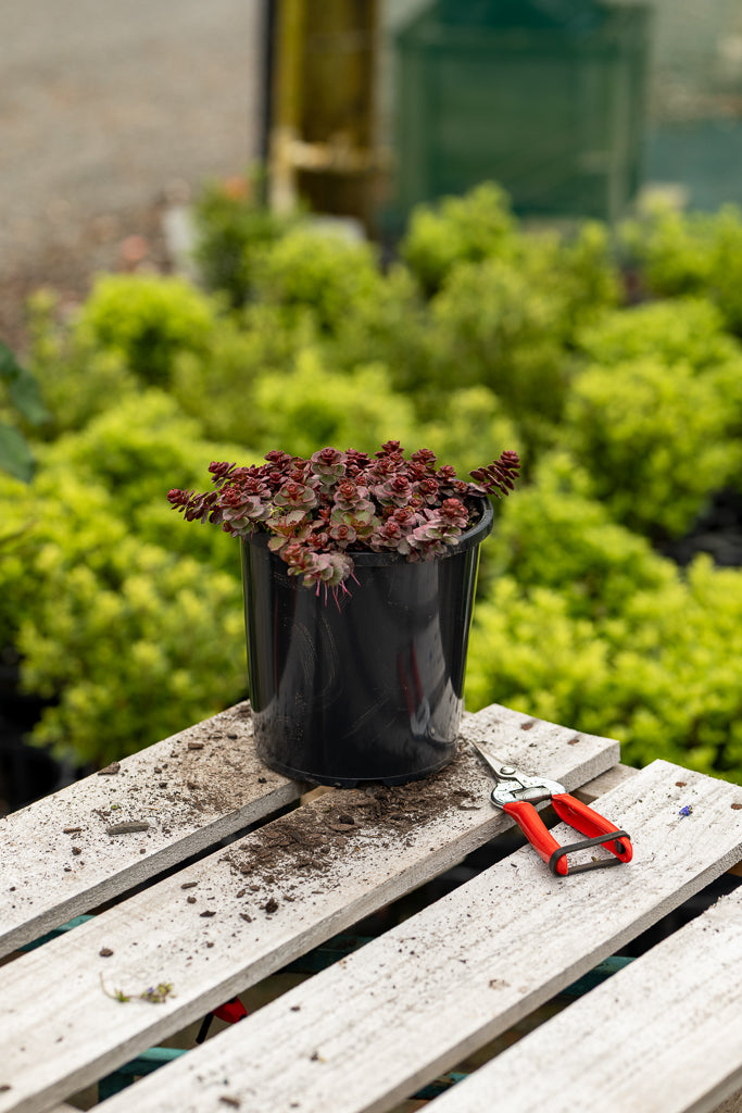 Sedum Voodoo