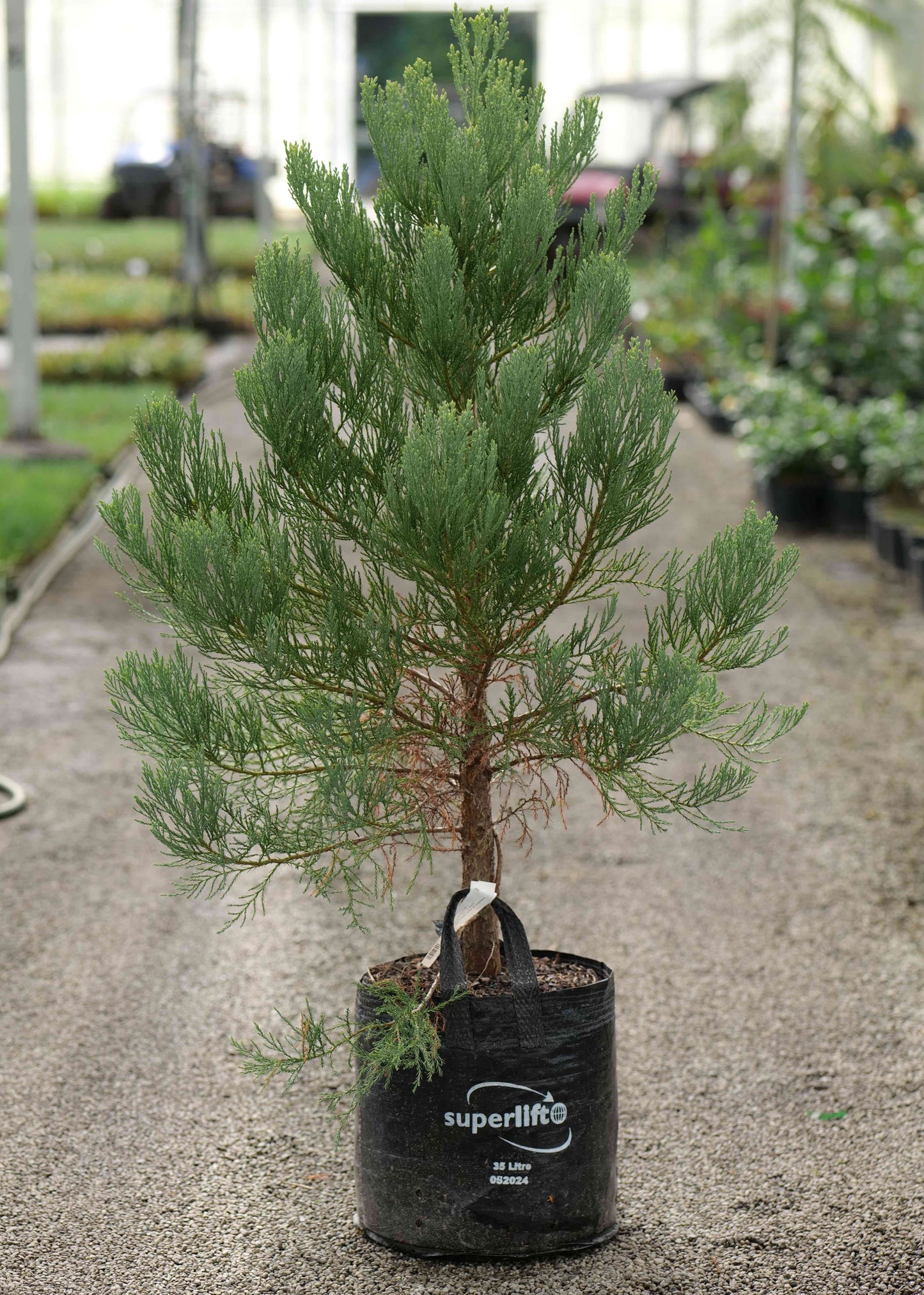 Young pine tree in a black pot on a concrete surface with a greenhouse background.