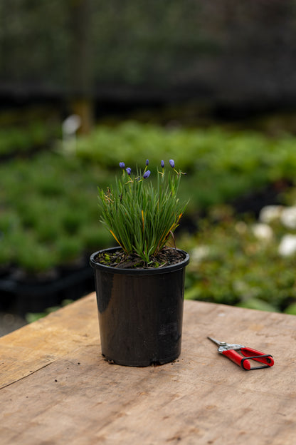 Sisyrinchium 'Devon Skies'