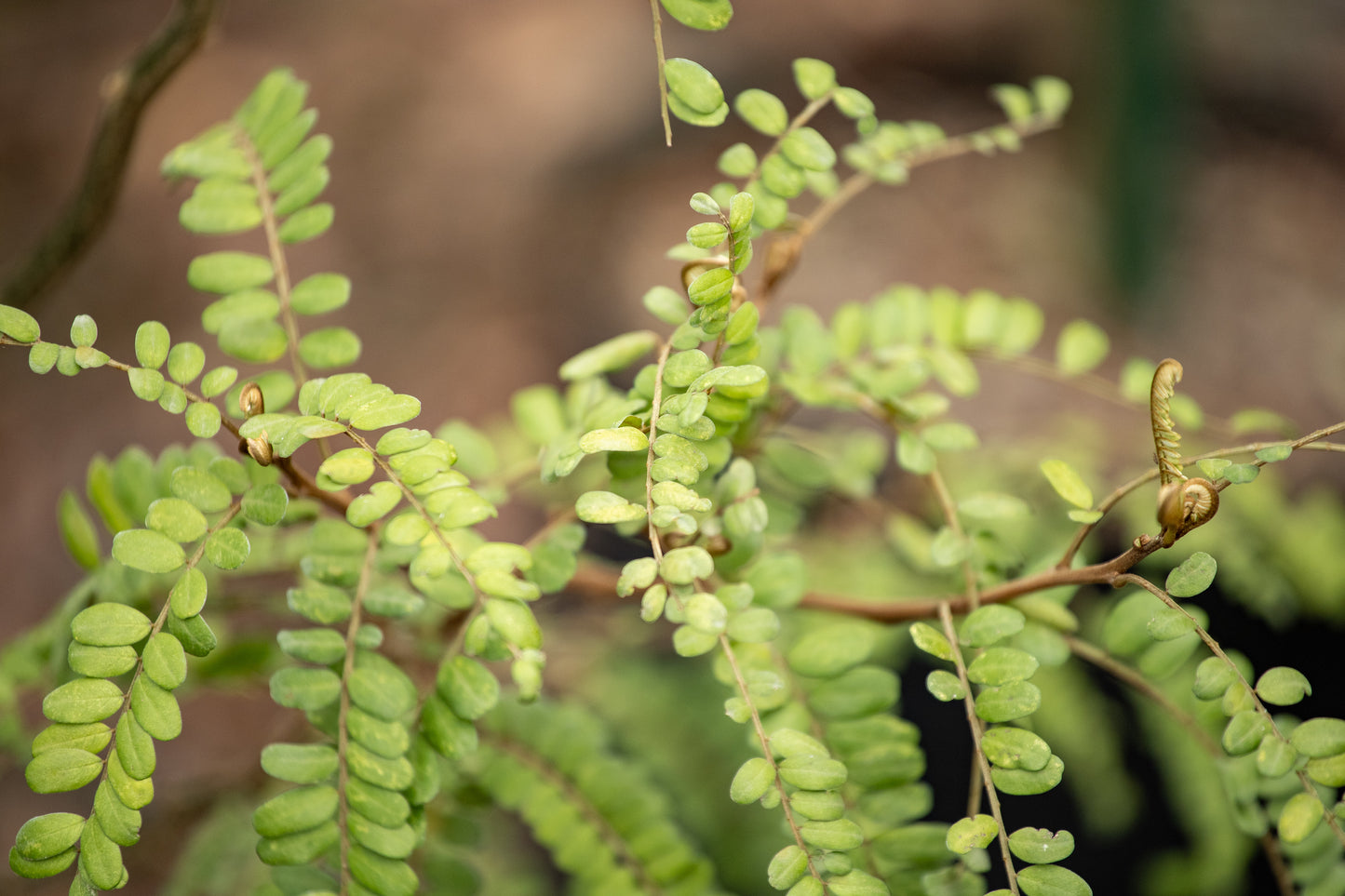 Sophora Goldie’s Mantle