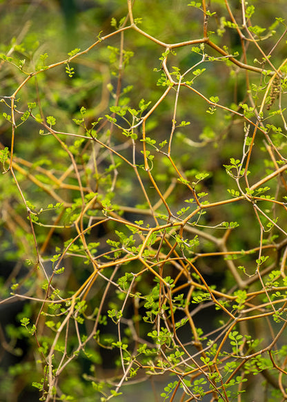 Sophora Microphylla