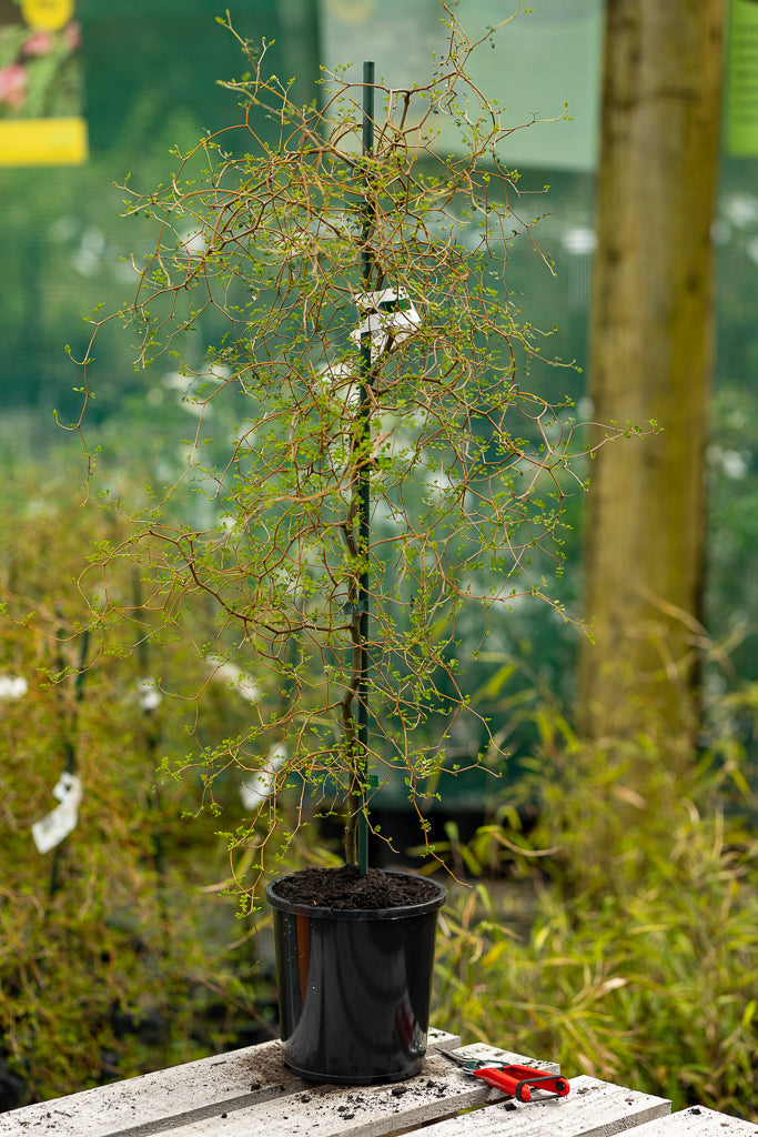 Sophora Microphylla