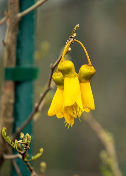 Sophora Microphylla Longicarinata