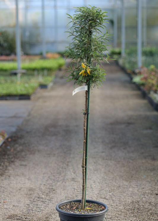 Topiary of kowhai dragons gold potted up 
