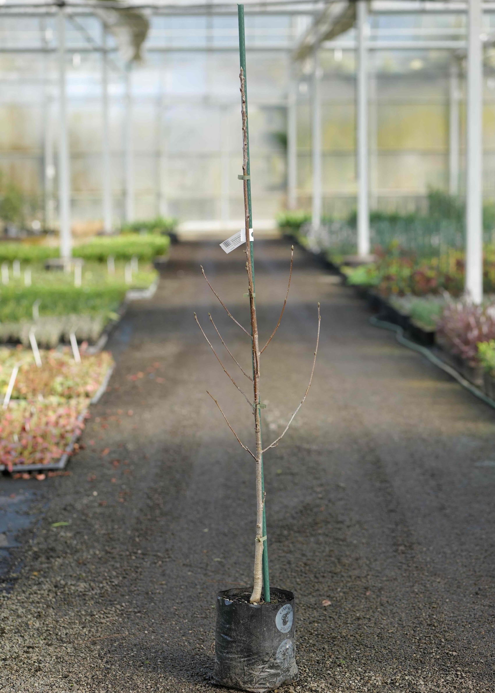 A  Sorbus Aria Lutescens in a black nursery pot, standing in a greenhouse aisle with rows of other plants in the background.