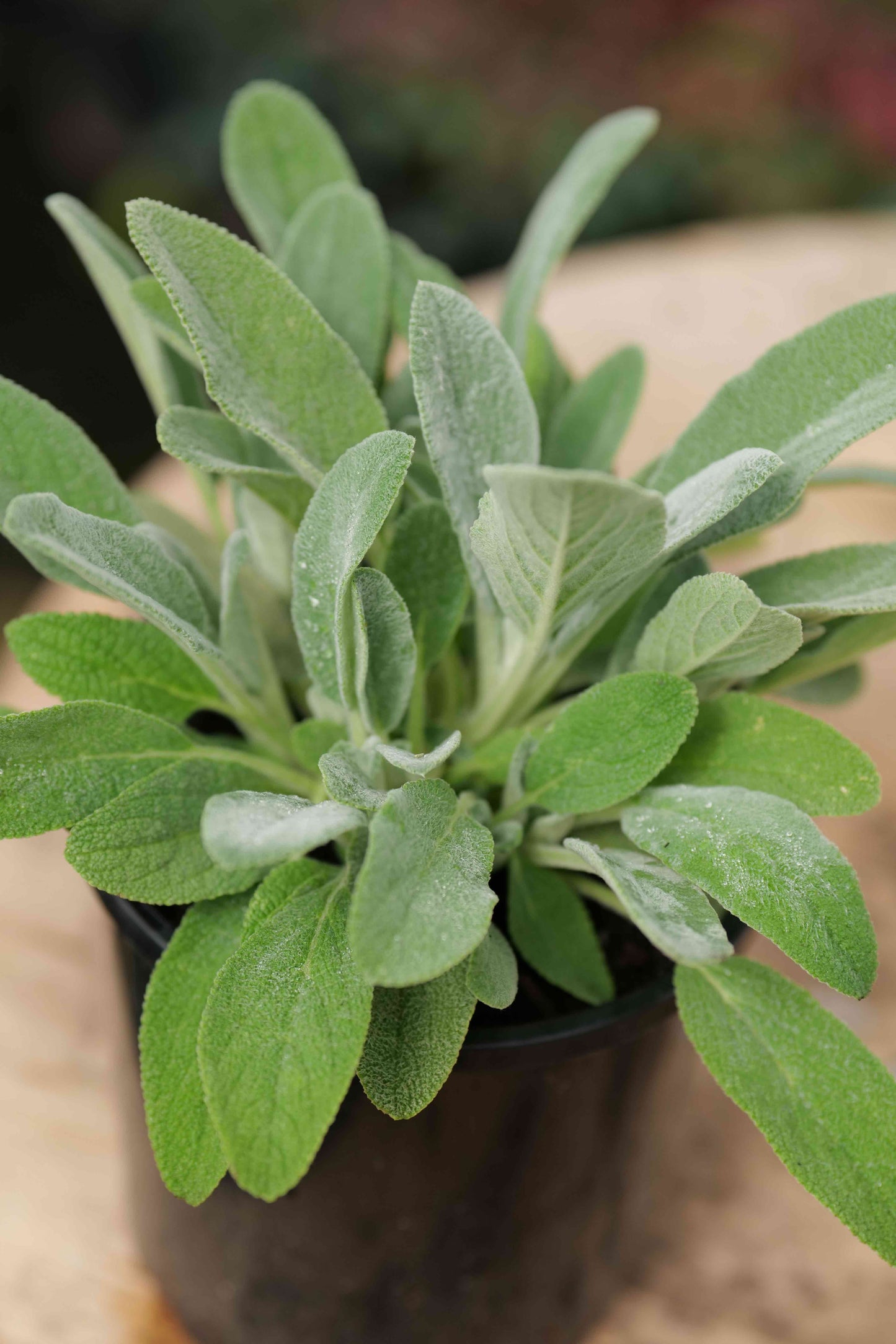 Stachys Fuzzy Wuzzy