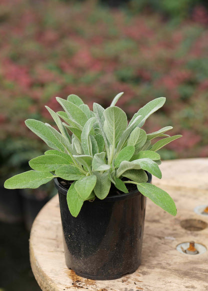 Stachys Fuzzy Wuzzy