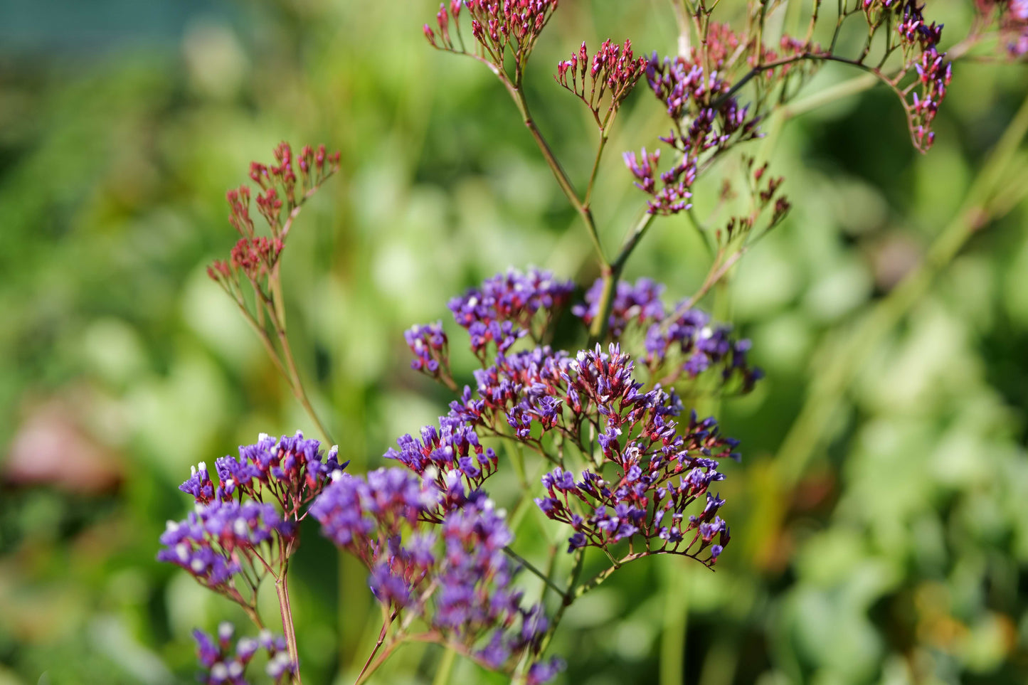 Close-up of purple flowers with green leaves on a blurred natural background