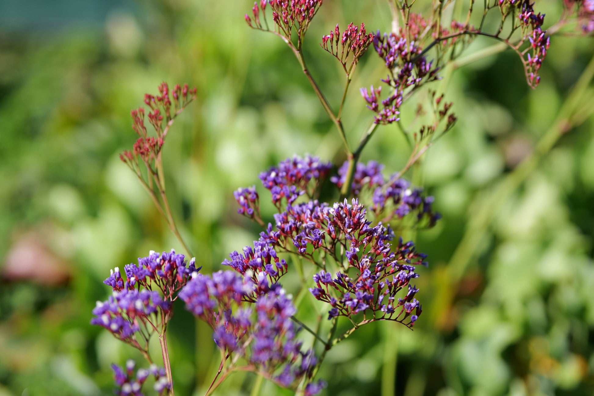Close-up of purple flowers with green leaves on a blurred natural background