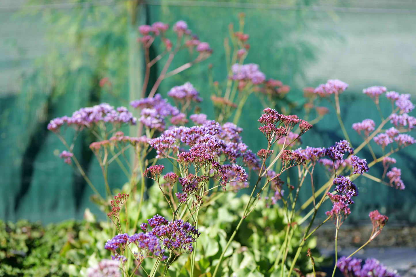Purple flowers with green leaves against a blurred background