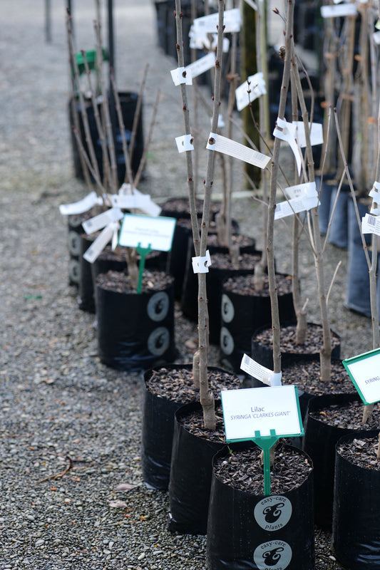 A row of small Syringa Clarkes Giant trees in black planter bags
