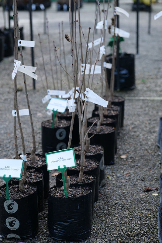 A row of young Syringa Esther Staley trees in black plastic nursery pots on a gravel path, each with a small white tag attached.
