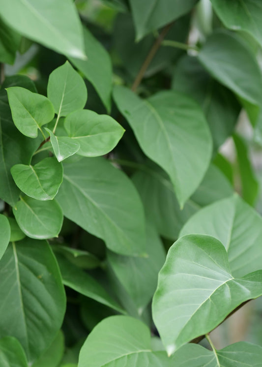 Syringa Souvenir De Louis Spaeth