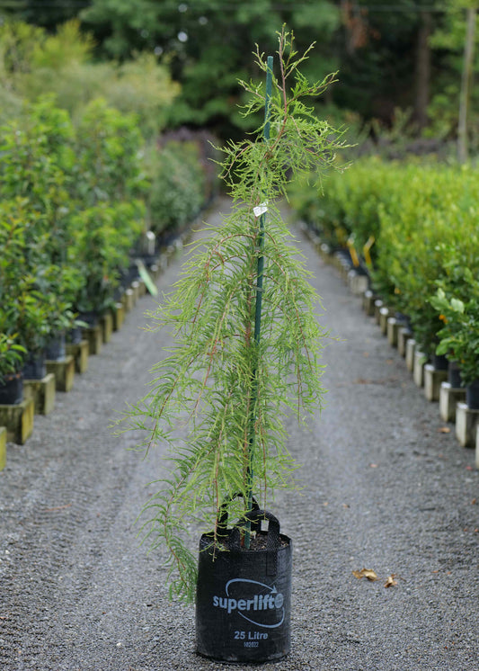 Taxodium Mclaren Falls