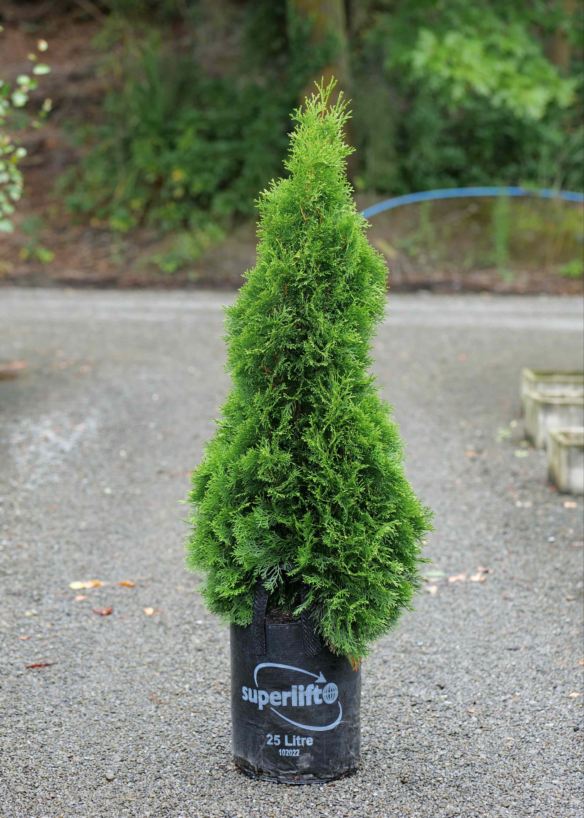 Thuja Occidentalis Smaragd – CJ's Plant Farm